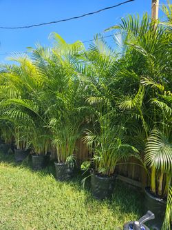 arecas and podocarpus About 8  feet tall over the pot Instant privacy Hedge for fence green full