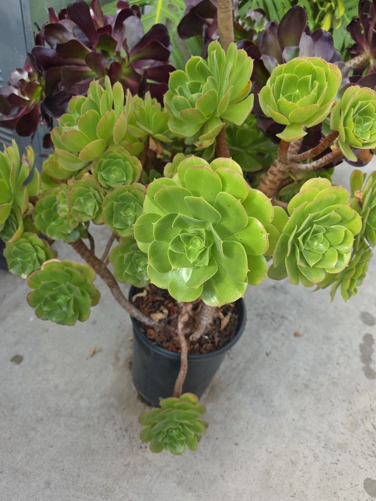 Canary Island aeonium.