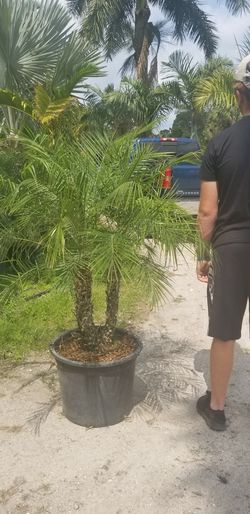 Robillini palm