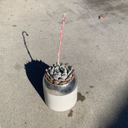 Green Pink Succulent In White Ceramic Silver Pot 