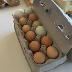 ORGANIC FREE RANGE SPOILED CHICKEN EGGS