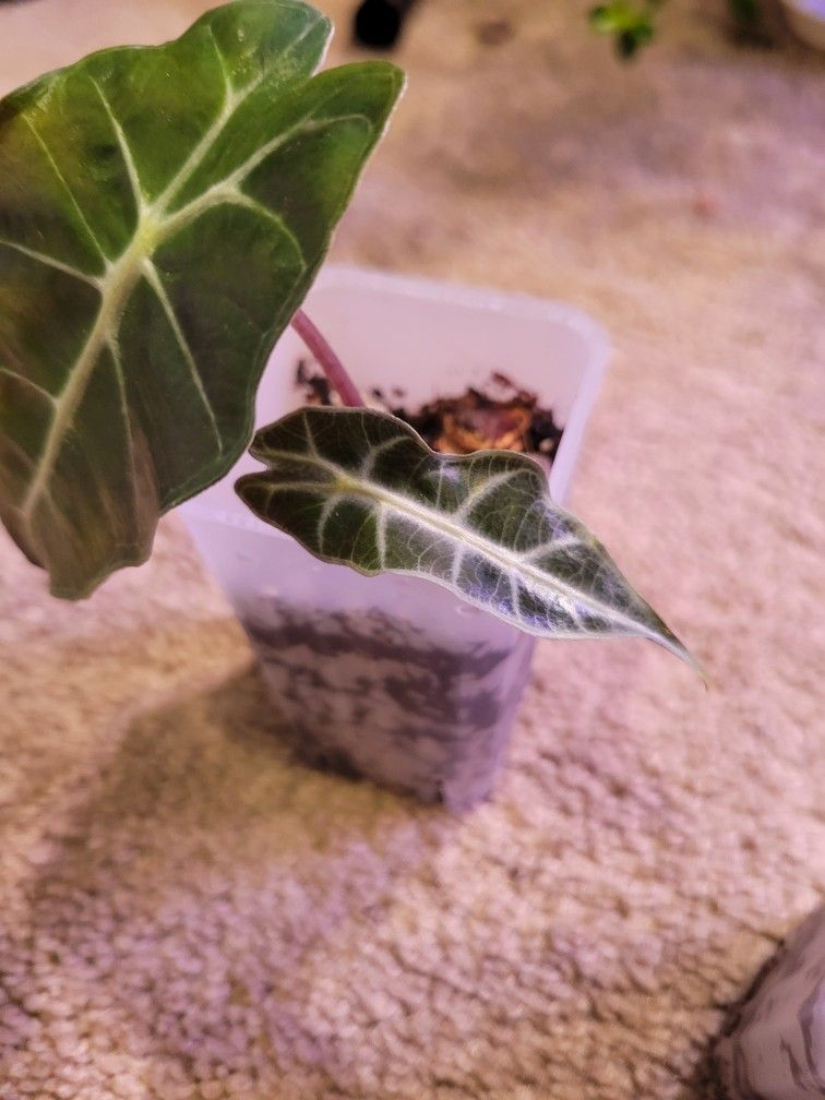 Alocasia Polly