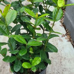 Ixoras Plants 3gallon Yellow 