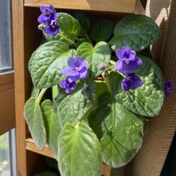 African Violets Live Plants Houseplants