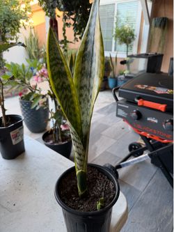 Variegated snake plant