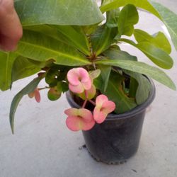Plantas