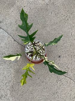 Philodendron Florida Beauty x Tortum