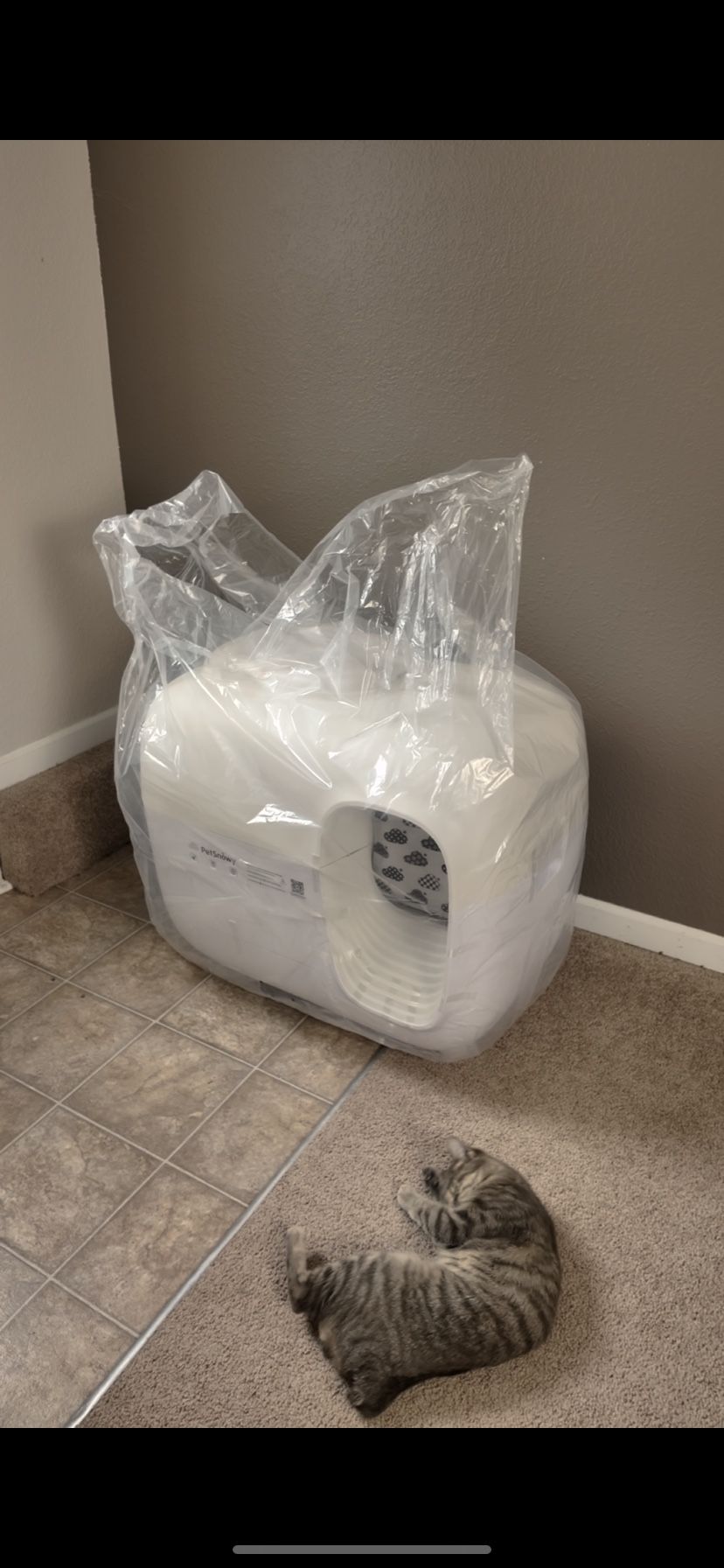 Petsnowy Cat Little Box - New