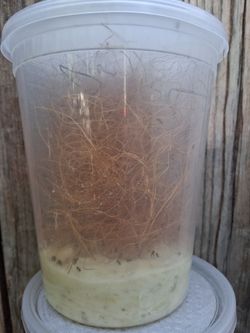 Healthy flightless fruit fly cultures