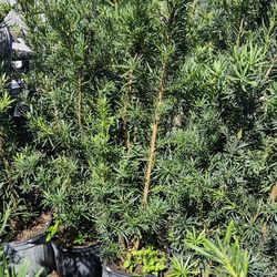 Podocarpus Over 6 Feet Tall  Tall Instant Privacy Hedge Full Green Fertilize Wide Ready For Planting Same Day Transportation