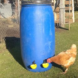 Chicken Waterer And Feeder 