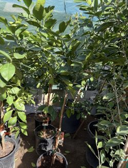 Arizona Sweet Orange 🍊 Trees 4Ft Tall $55 Each Price Firm