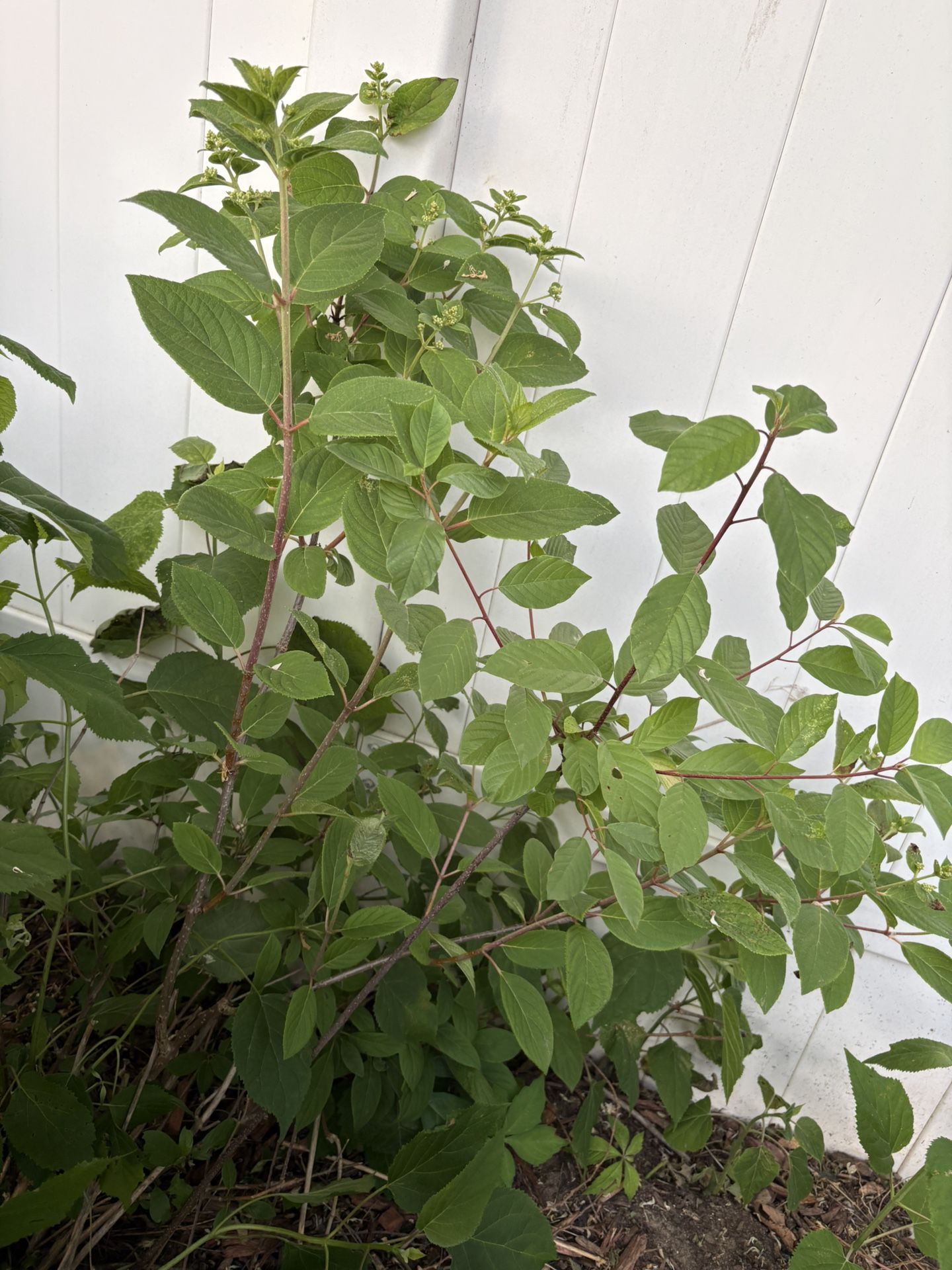 Panicle Hydrangea