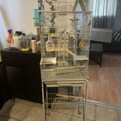 Items For Parakeets 