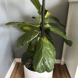 Fiddle leaf fig in a ceramic white pot