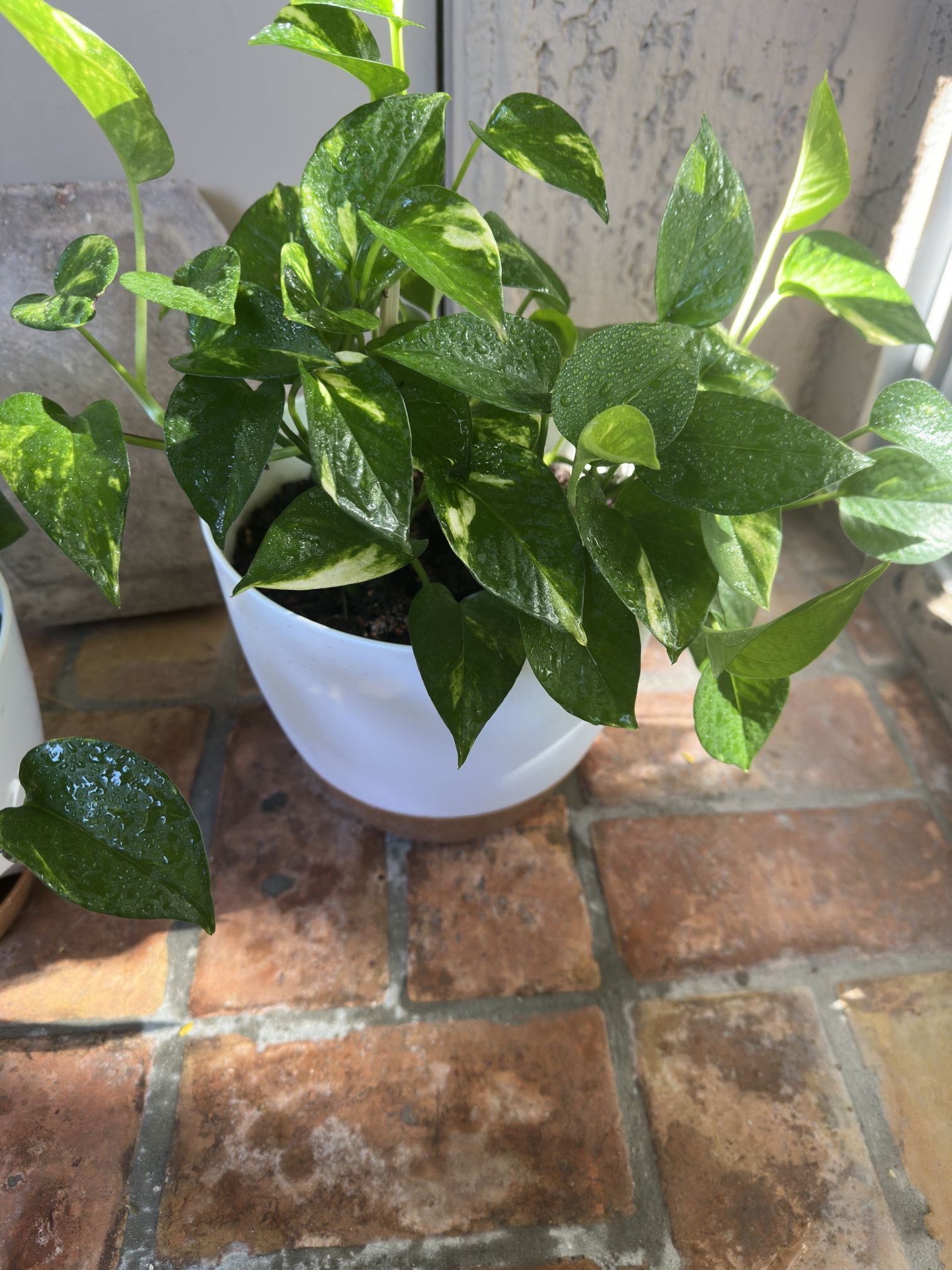 LiveTrends Golden Pothos House plant