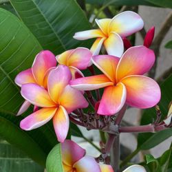 Plumeria - Lei Flowers