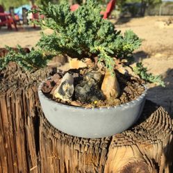 Juniper Bonsai Tree 