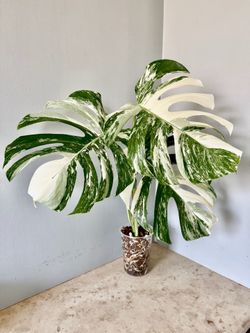 Monstera Albo