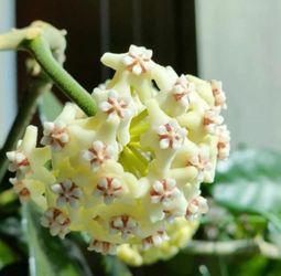 Hoya Globulosa