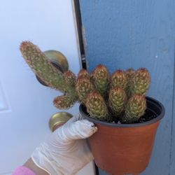 Mammillaria Elongata /Copper King Cactus 