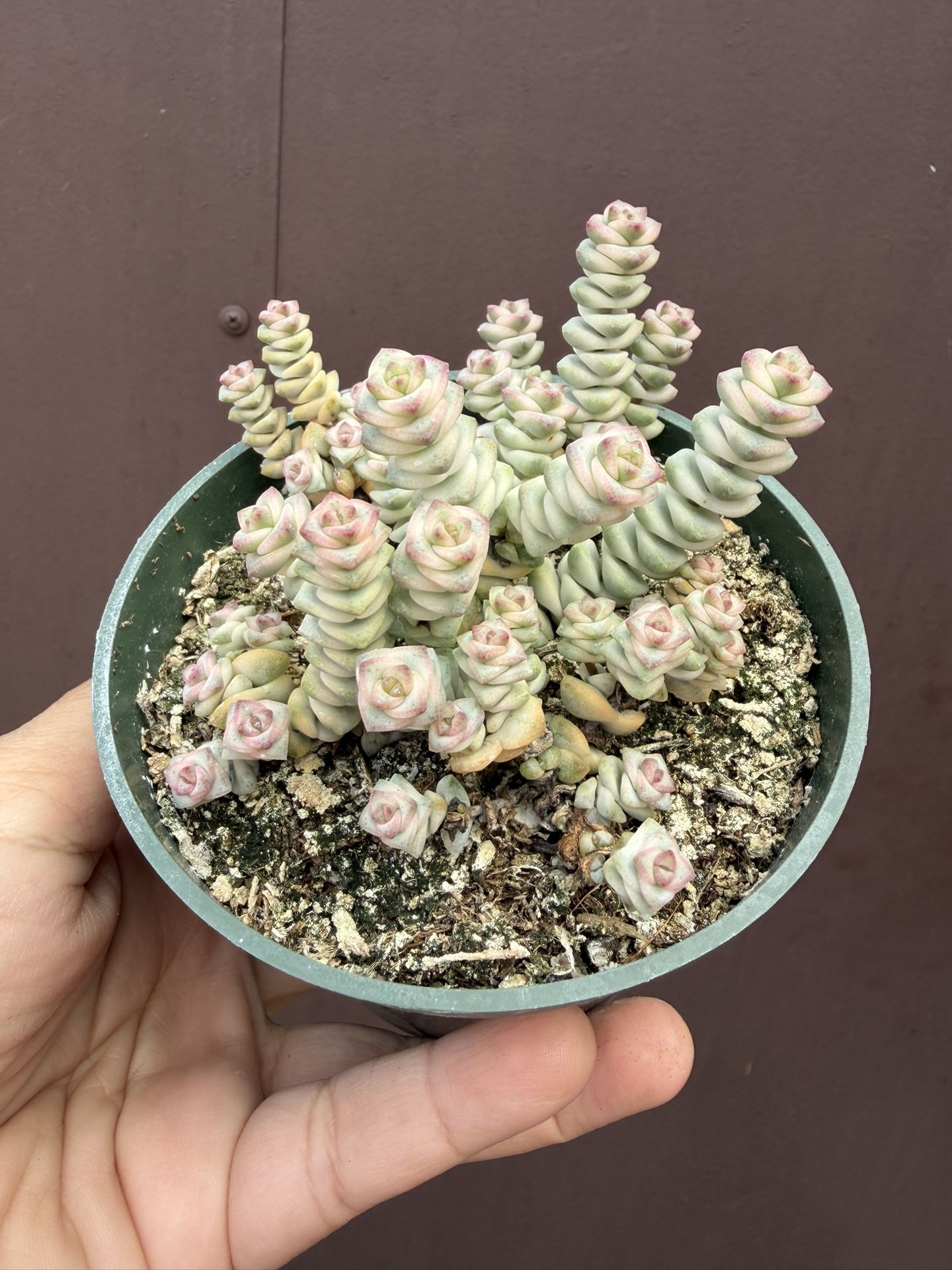 Baby Necklace Crassula Variegated In 4”