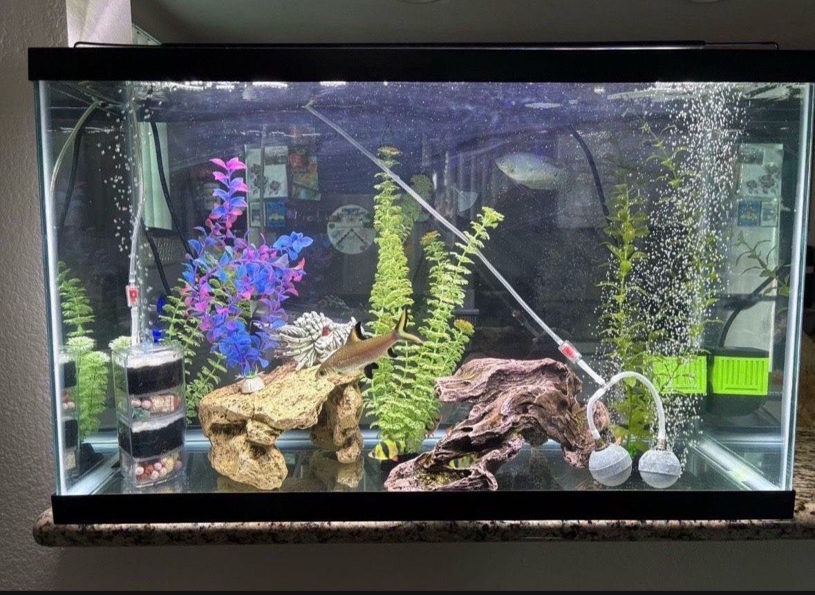 Fish tank with accessories