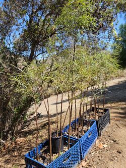 Brachychiton rupestris