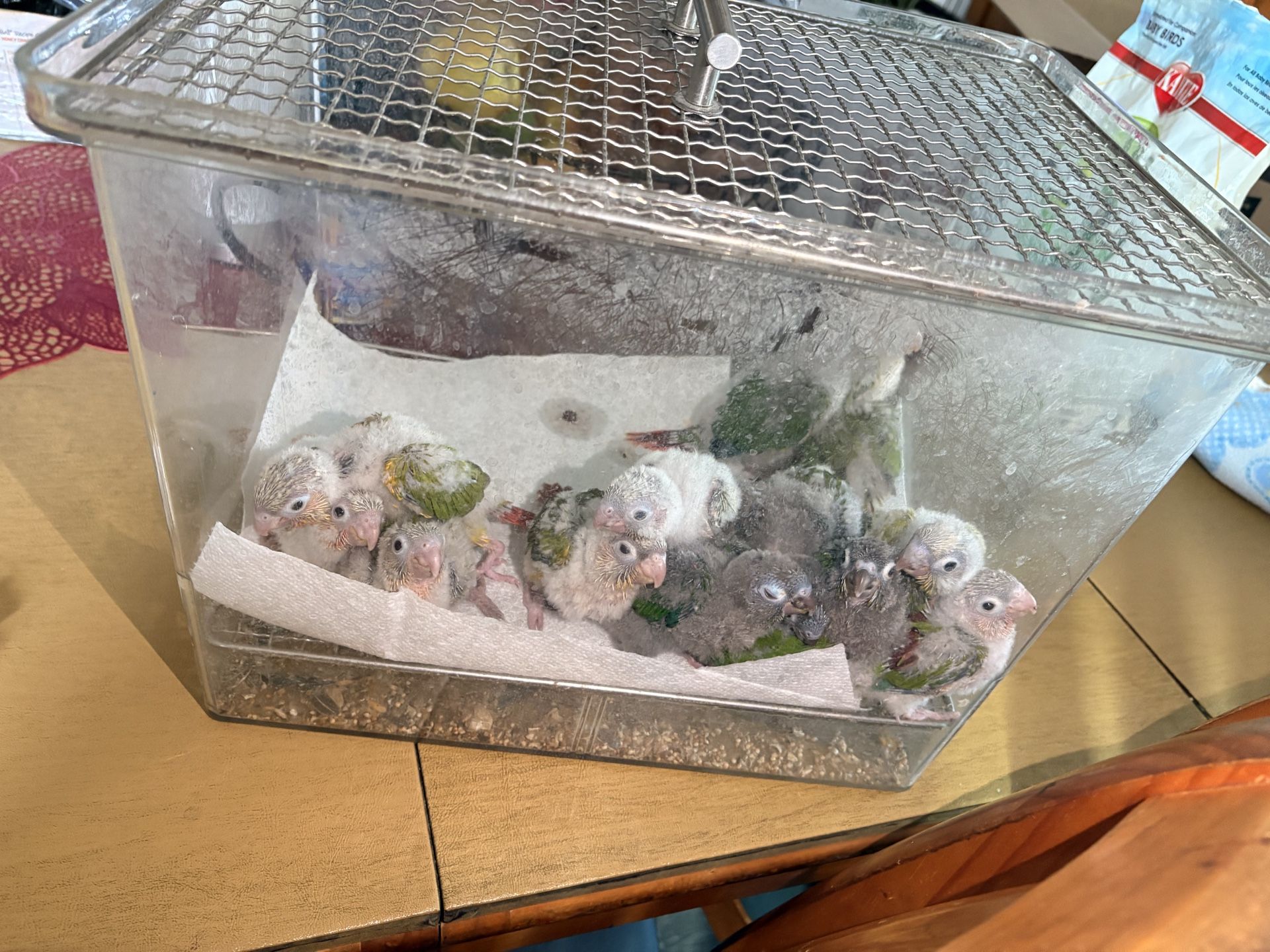 Bird cage