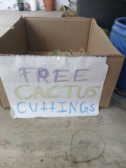 Free Cactus Cuttings