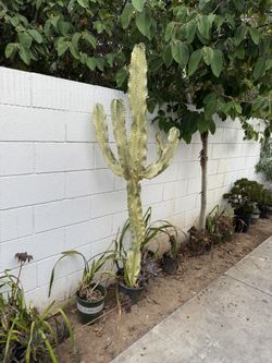 euphorbia cactus for sale in orange