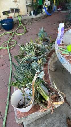 Free cuttings