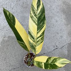 Epipremnum Giganteum Blue Java Aurea