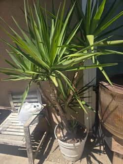 Plant