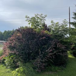 FREE Plants 
