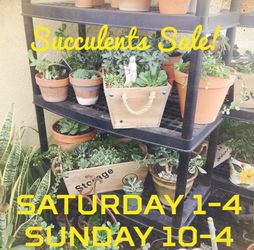 Succulents for Sale!