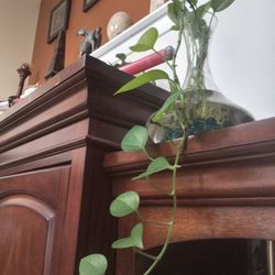 Live Plant In Beautiful Glass Vase 