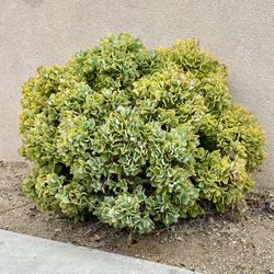 Many Live Plant Varieties and Sizes In 4-inch to 5-gallon containers