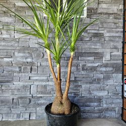 Old Ponytail Palm Bonsai Tree  ( OUTDOOR and INDOOR PLANT)