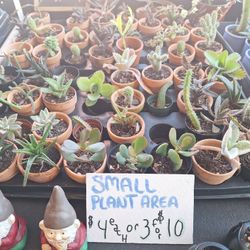 12/10-11 This Weekend Selection Of Plants At Jason's Local Garden Located In New River Grove In Davie. 10% Off For Offer Up Customers 