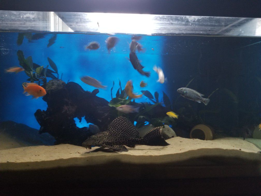 75 gal fish tank (Tank & Stand Only)