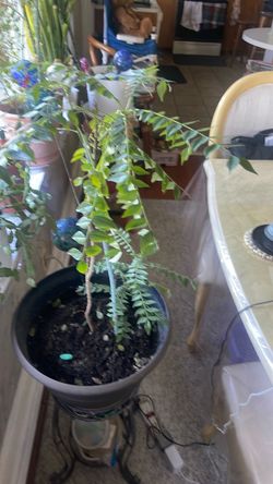 Curry leaves plant with baby plant