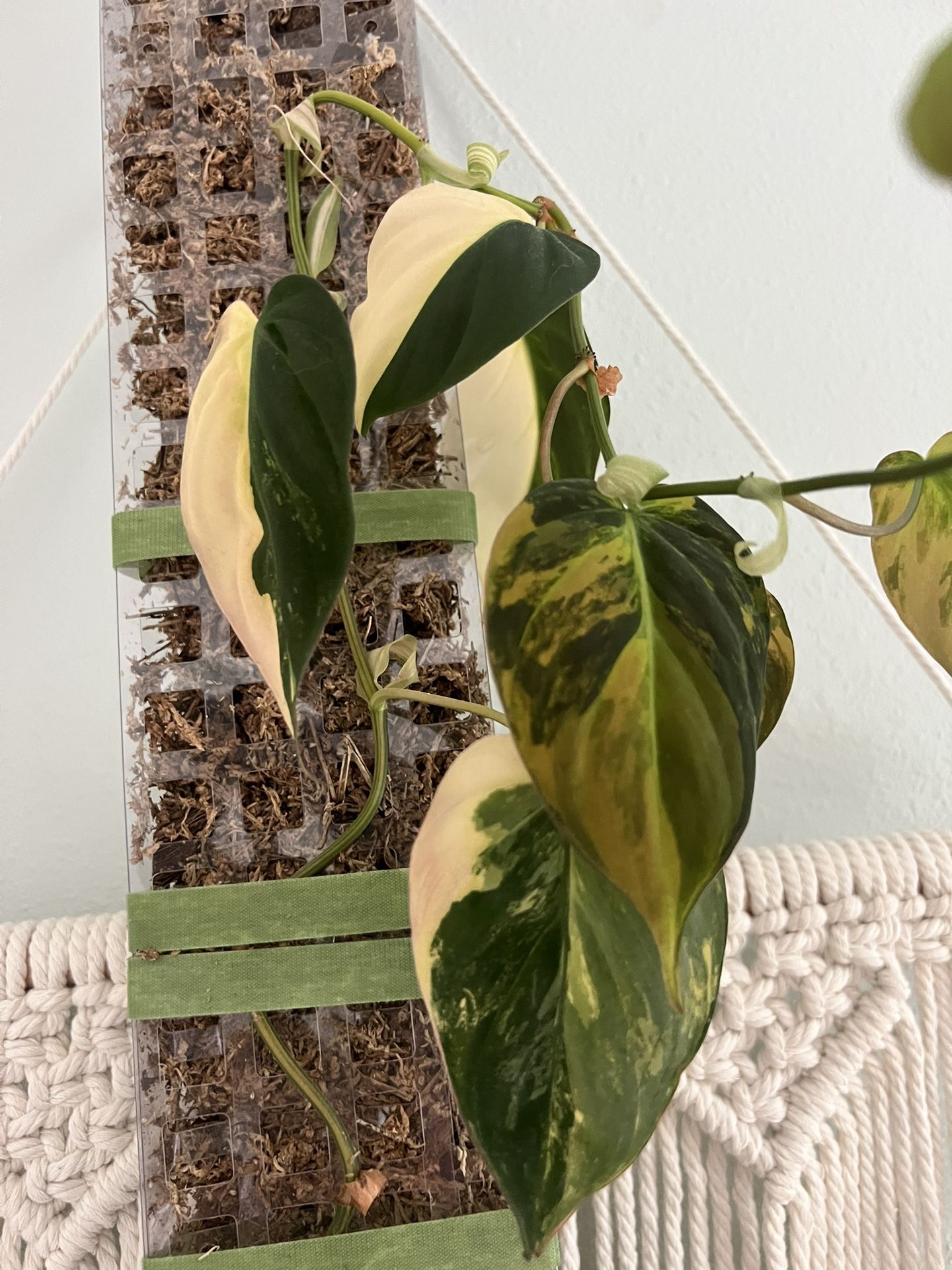 Variegated Aurea Phildendron Mican Plant Rare 22+ nodes 