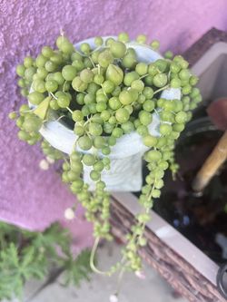 String Of Pearls Plant 