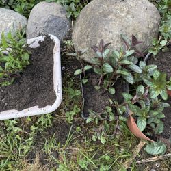 Mint / Bạc Hà
