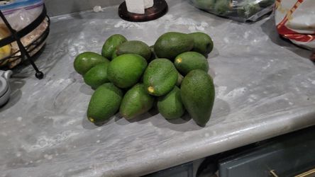 Avocado
