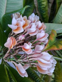 Peachy/Yellow plumeria clipping