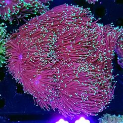 Approx 25 Head Merlin Torch WYSIWYG 