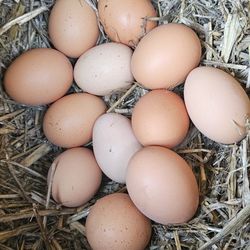 Fresh Organic Free ranging Eggs