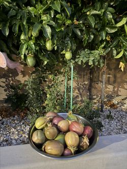 Passionfruit Organic New Season $15
